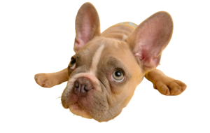 ilustracion de perro